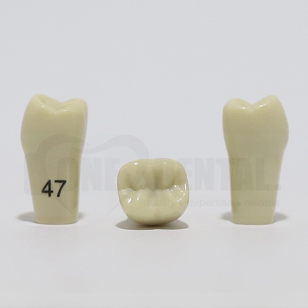 Tooth 47 for 2008 Adult Model