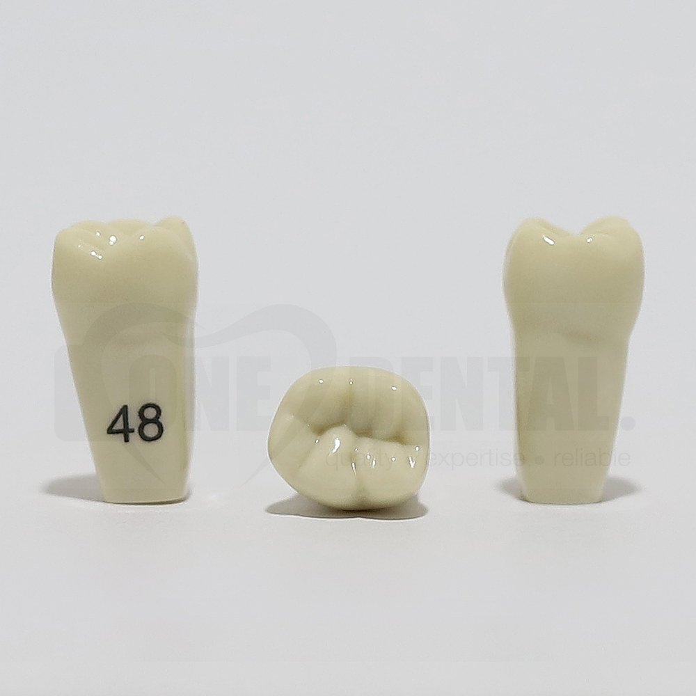 Tooth 48 for 2008 Adult Model