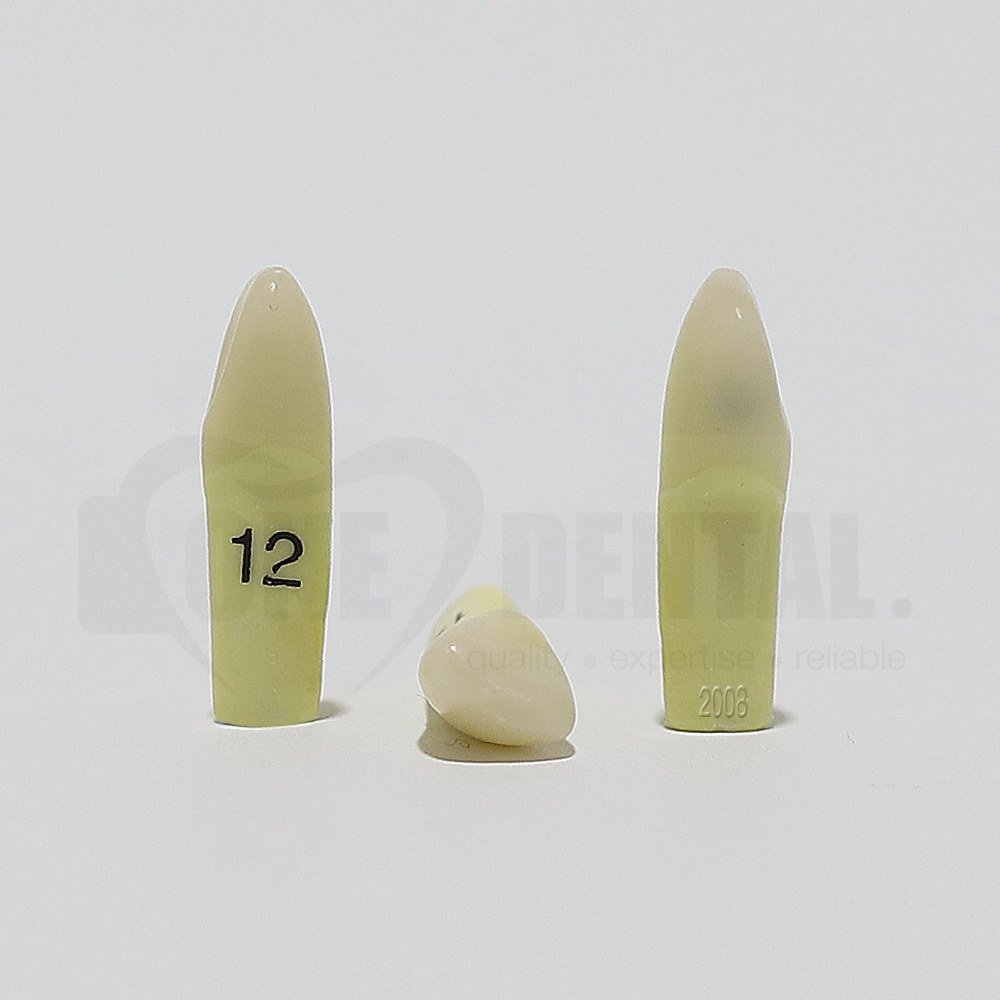 Caries Tooth 12D for 2008 Adult Model