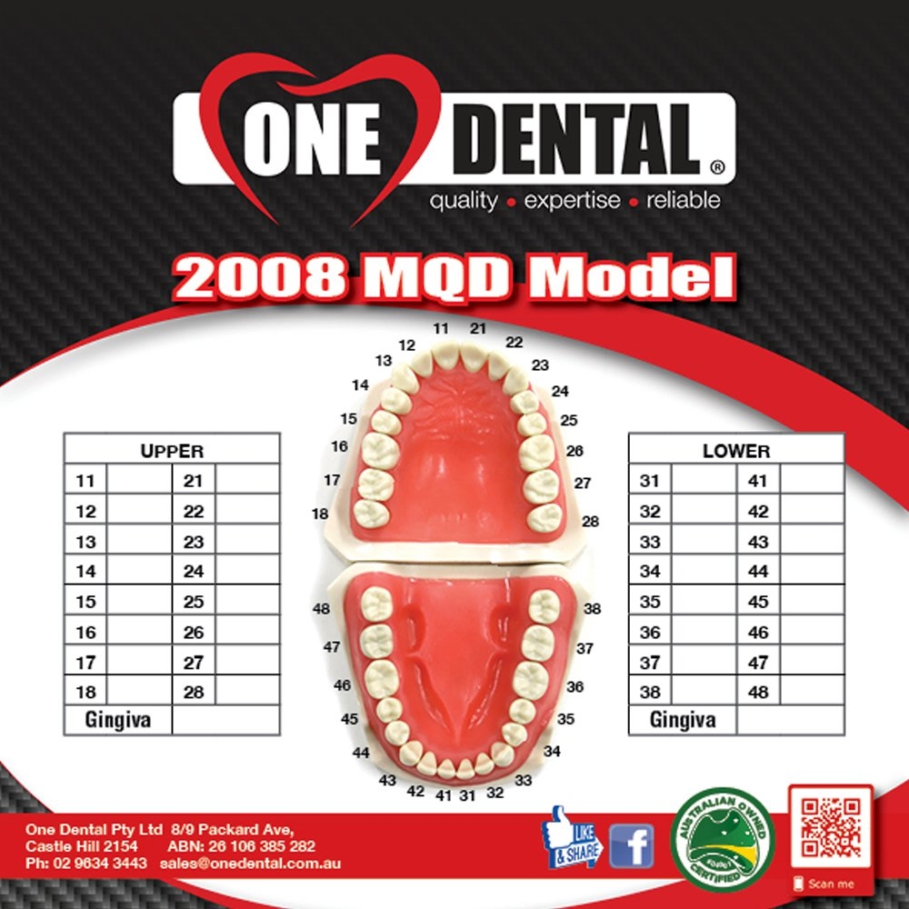 2008 MQD Model 32 Teeth and Soft Gingivae
