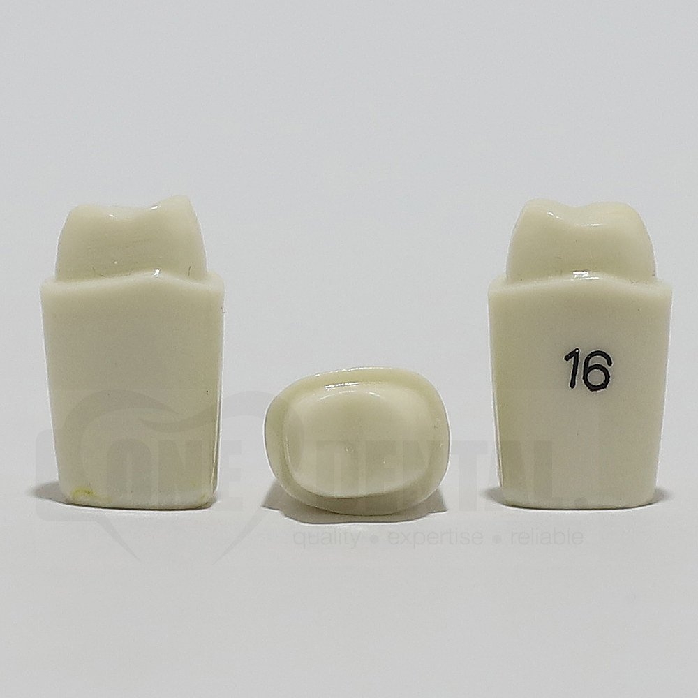 Prep Tooth 16 Full Crown for 2008 Adult Model