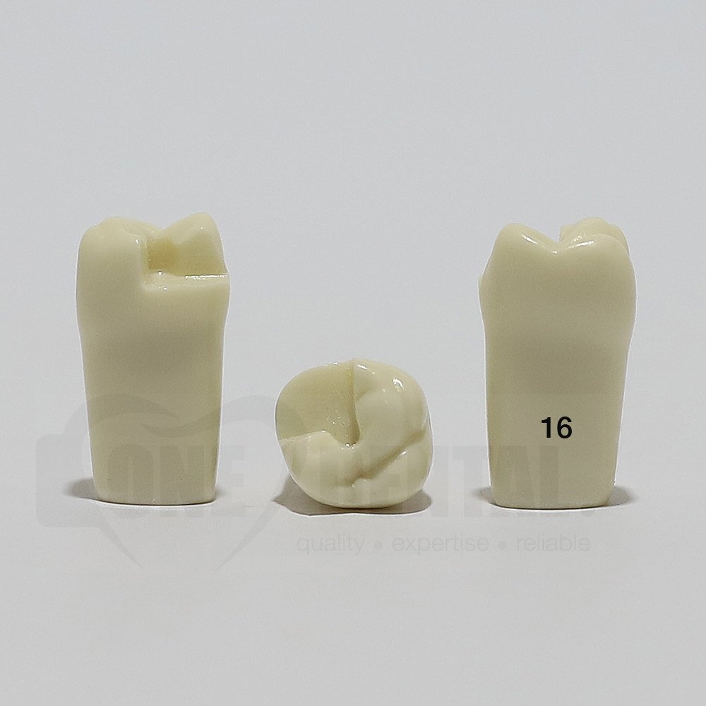 Prep Tooth 16 MOB for 2008 Adult Model