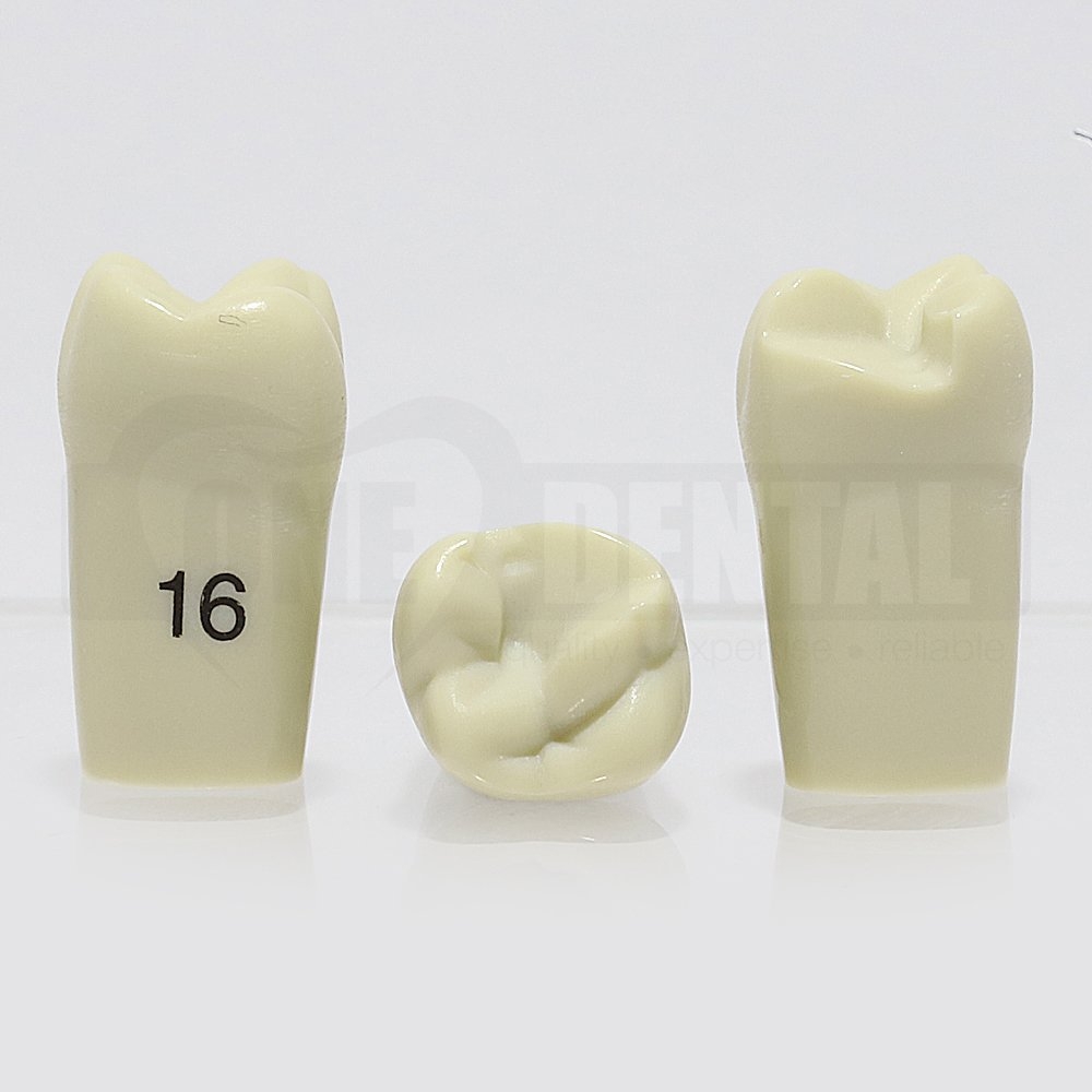 Prep Tooth 16 MOL for 2008 Adult Model