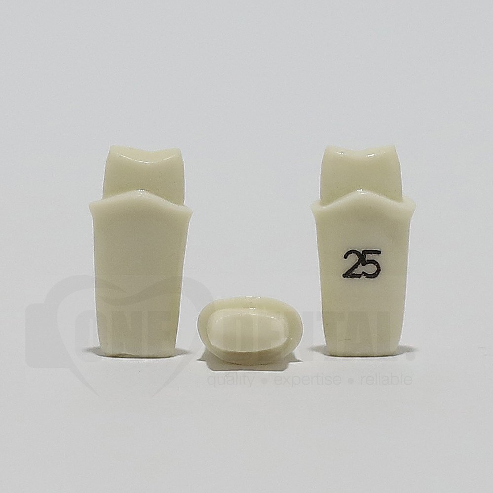 Prep Tooth 25 Full Crown for 2008 Adult Model