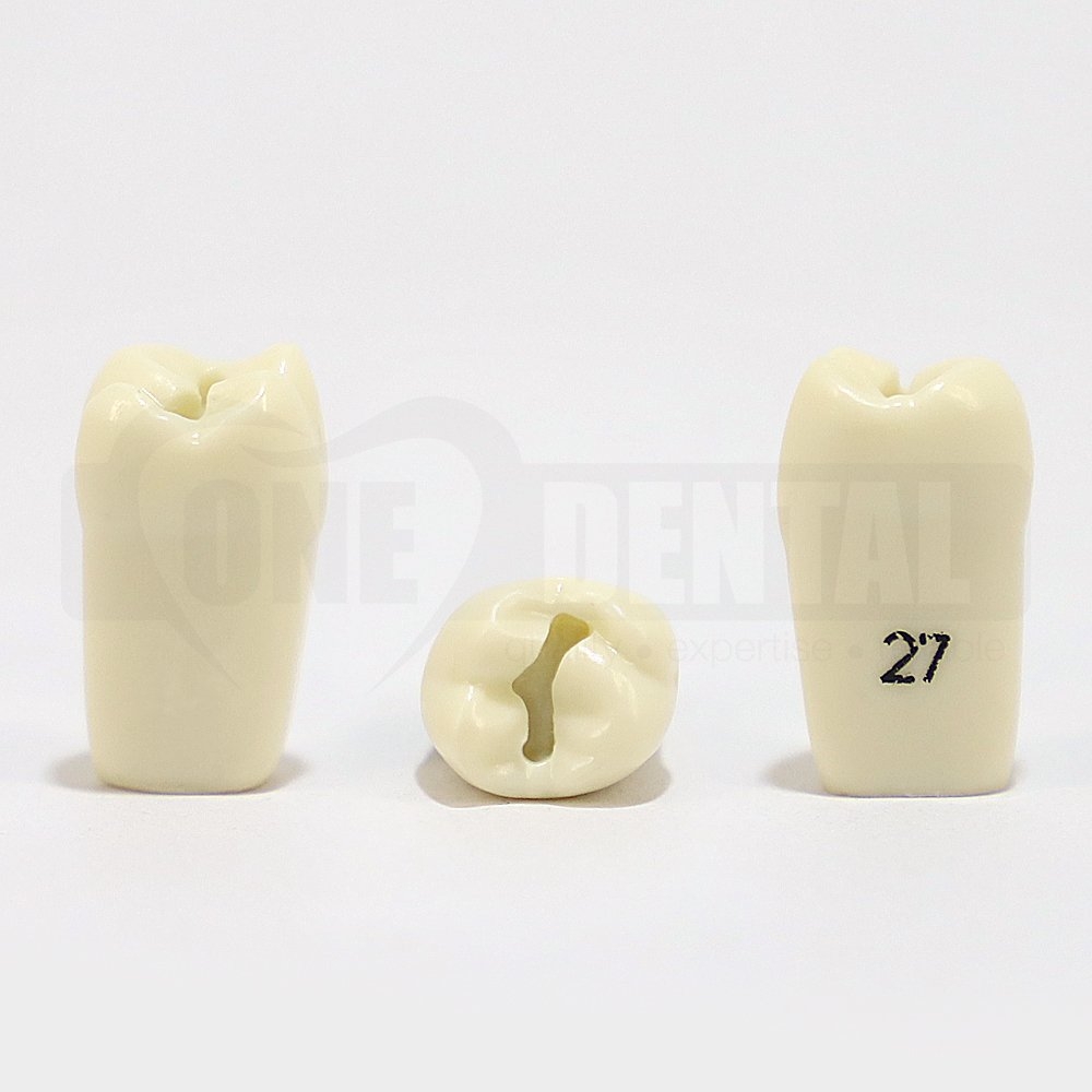 Prep Tooth 27 OCC for 2008 Adult Model