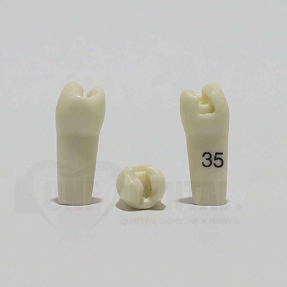 Prep Tooth 35MO for 2008 Adult Model