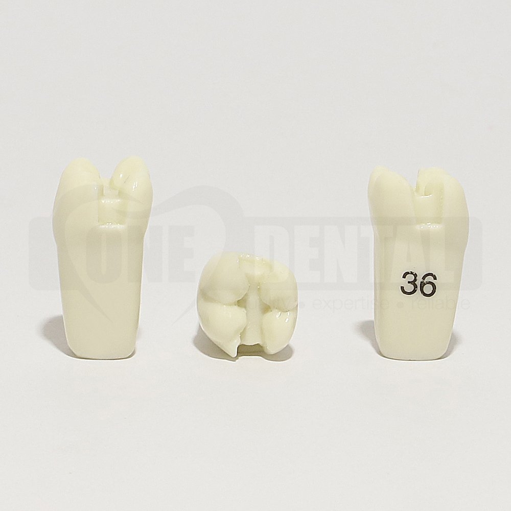 Prep Tooth 36MOD for 2008 Adult Model