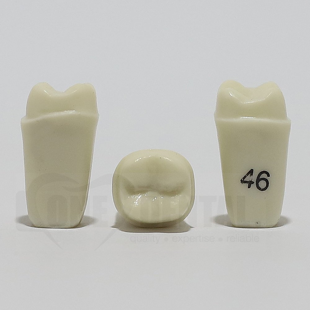 Tooth 46 Full Crown Prep for 2008 Adult Model