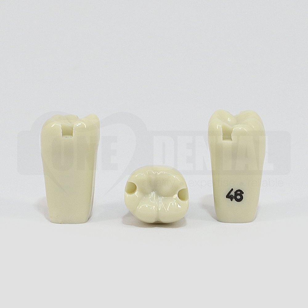 Prep Tooth 46 Mesial and Distal for 2008 Adult Model
