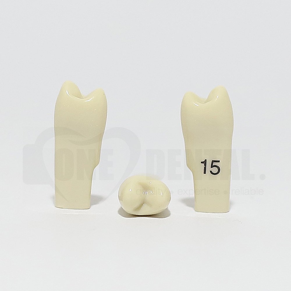 Tooth 15 for 2010 Adult Model