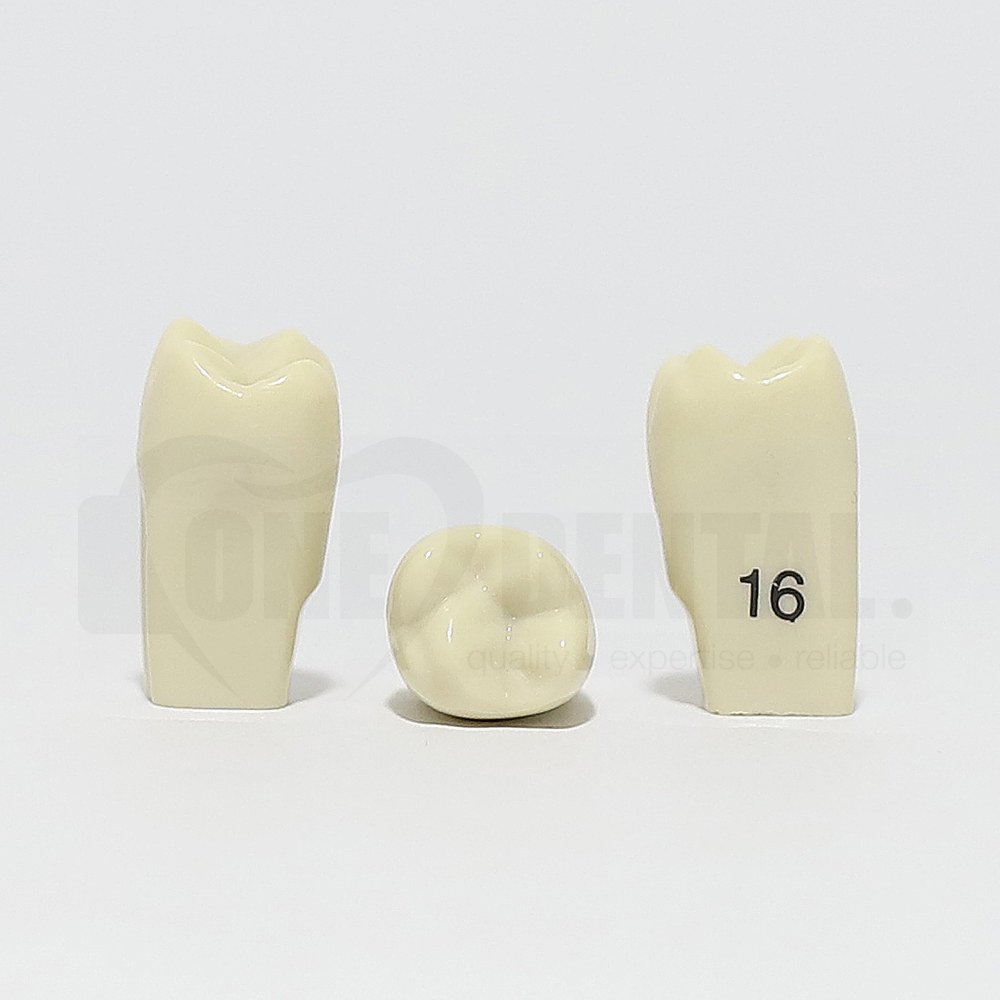 Tooth 16 for 2010 Adult Model