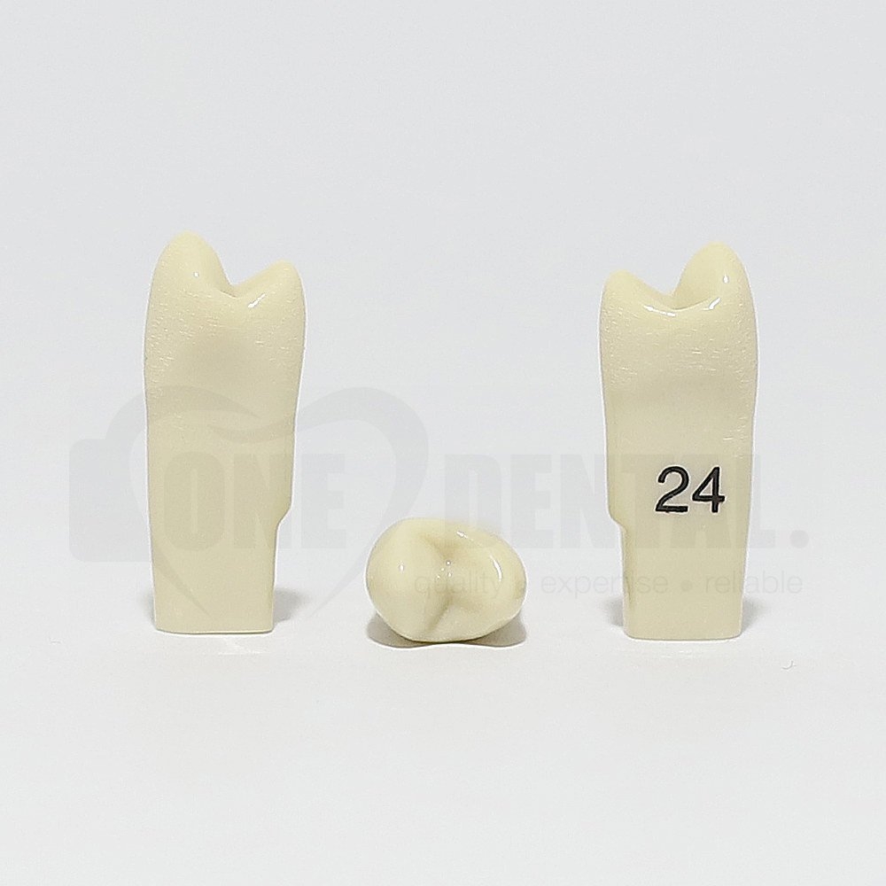 Tooth 24 for 2010 Adult Model