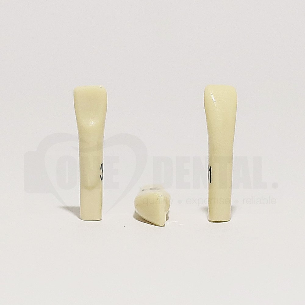 Tooth 31 for 2010 Adult Model