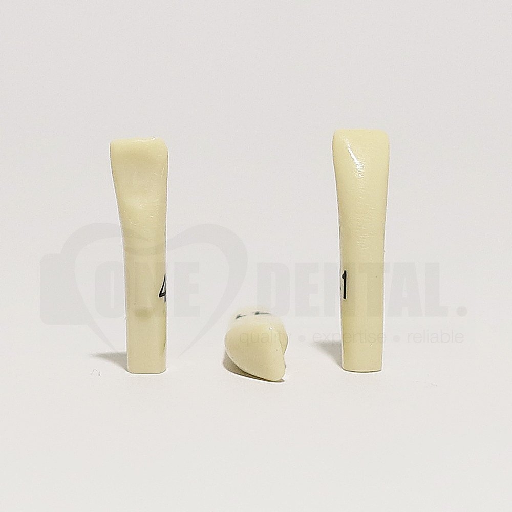 Tooth 41 for 2010 Adult Model