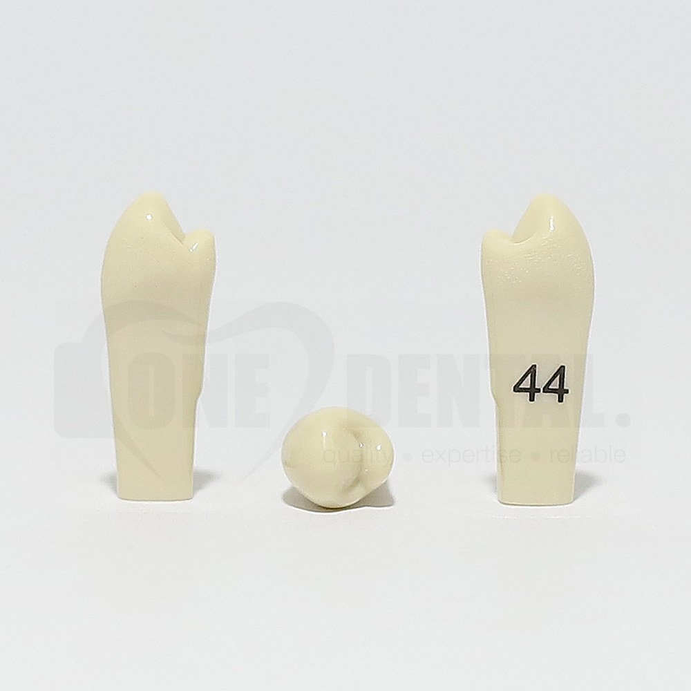 Tooth 44 for 2010 Adult Model