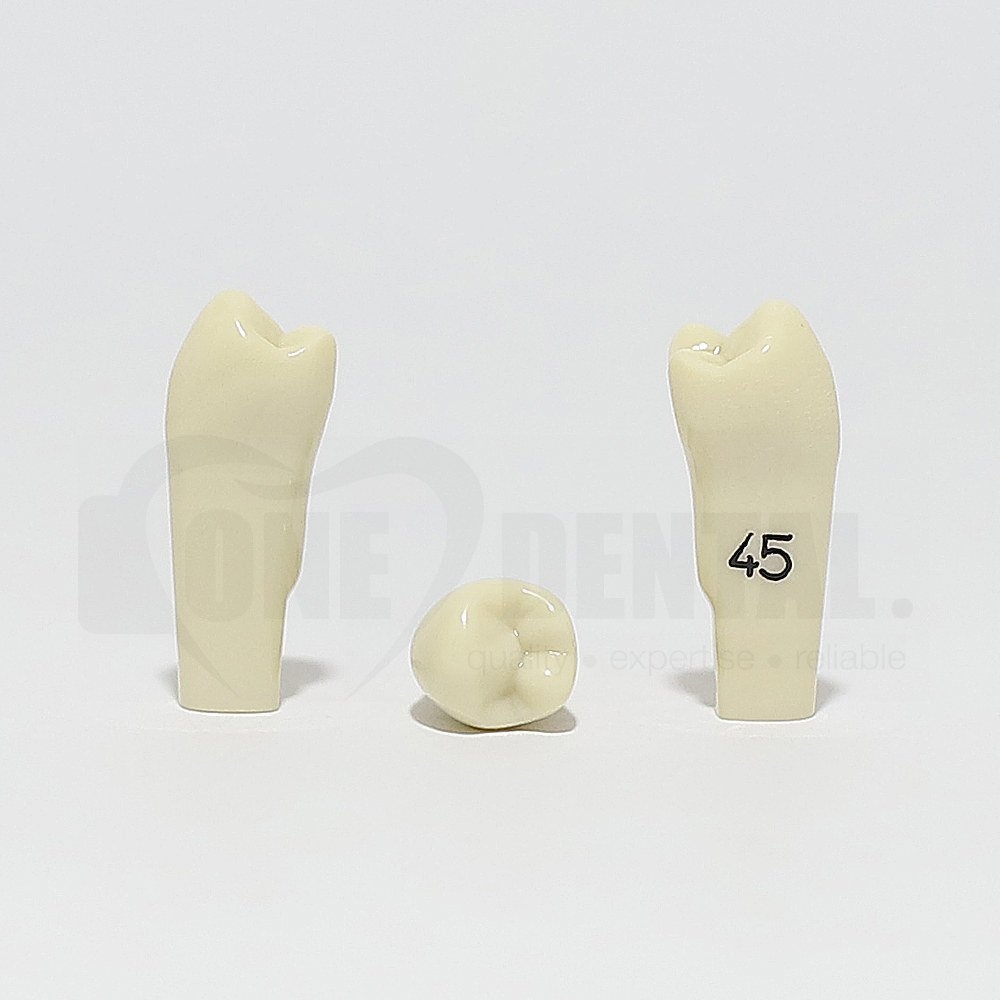 Tooth 45 for 2010 Adult Model