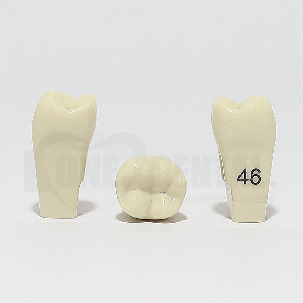 Tooth 46 for 2010 Adult Model