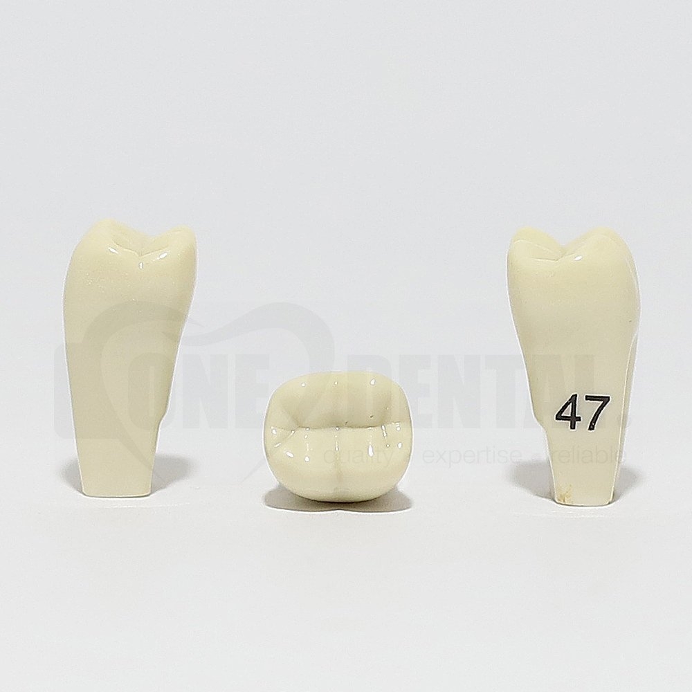 Tooth 47 for 2010 Adult Model