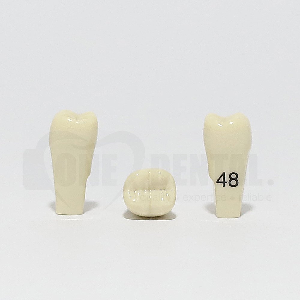 Tooth 48 for 2010 Adult Model