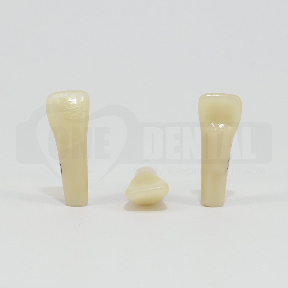 Aesthetic Tooth 21 for 2010 Adult Model