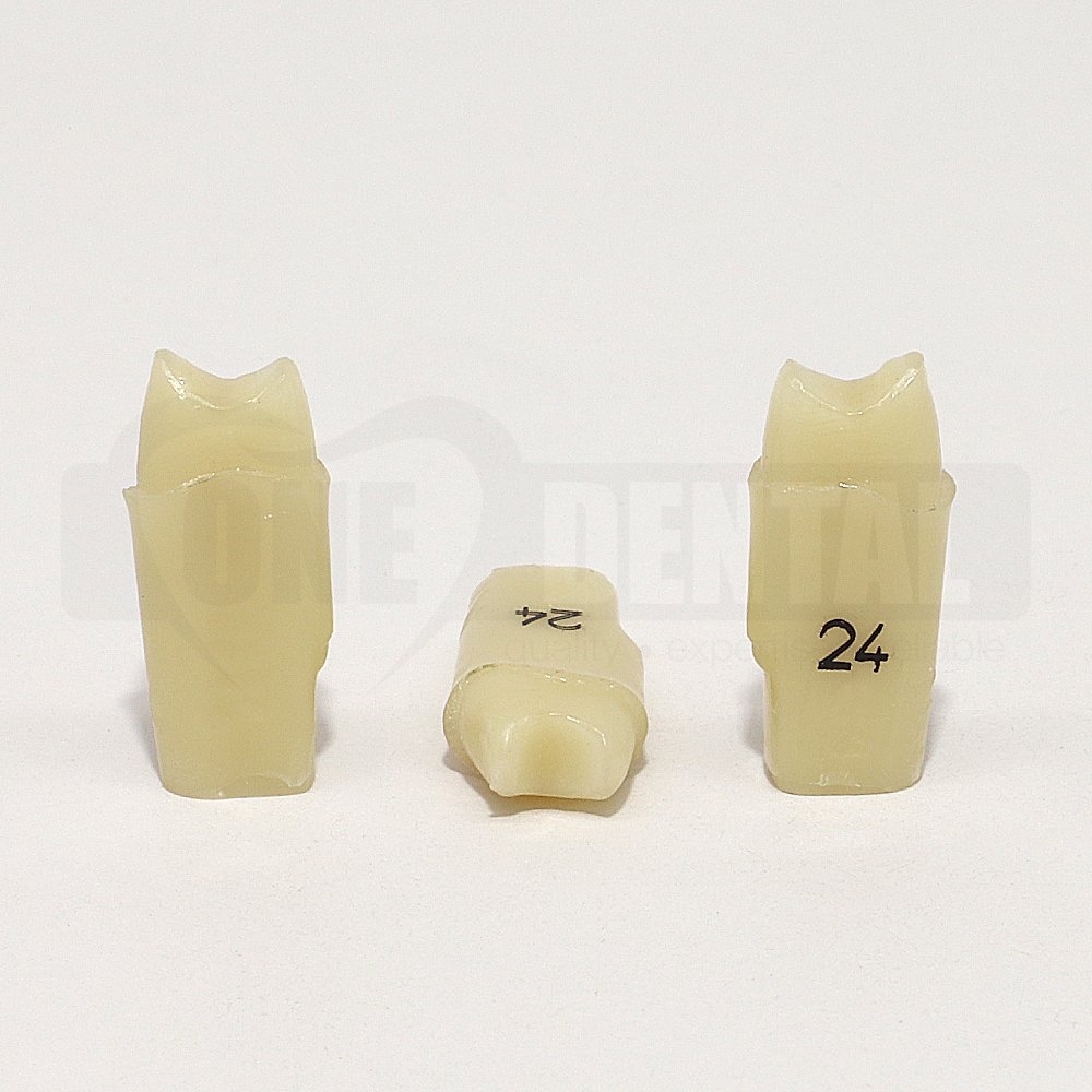 Aesthetic Tooth 24 Crown Prep for 2010 Adult Model
