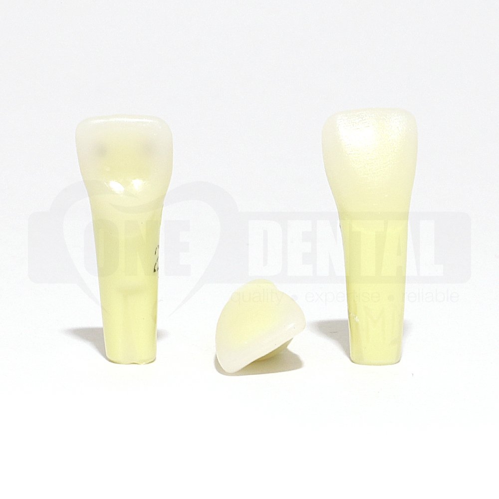 Caries Tooth 21 MD for 2010 Adult Model MT