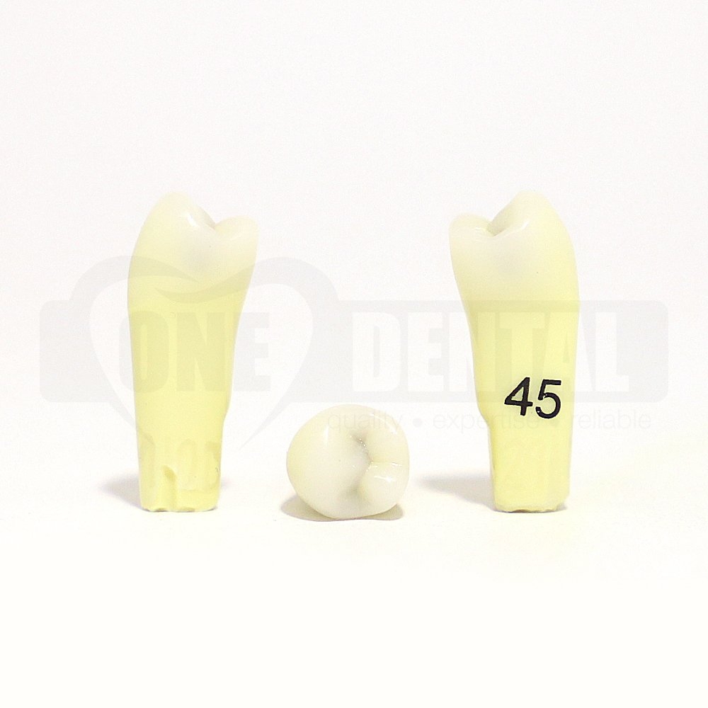Caries Tooth 45 MOD for 2010 Adult Model MT