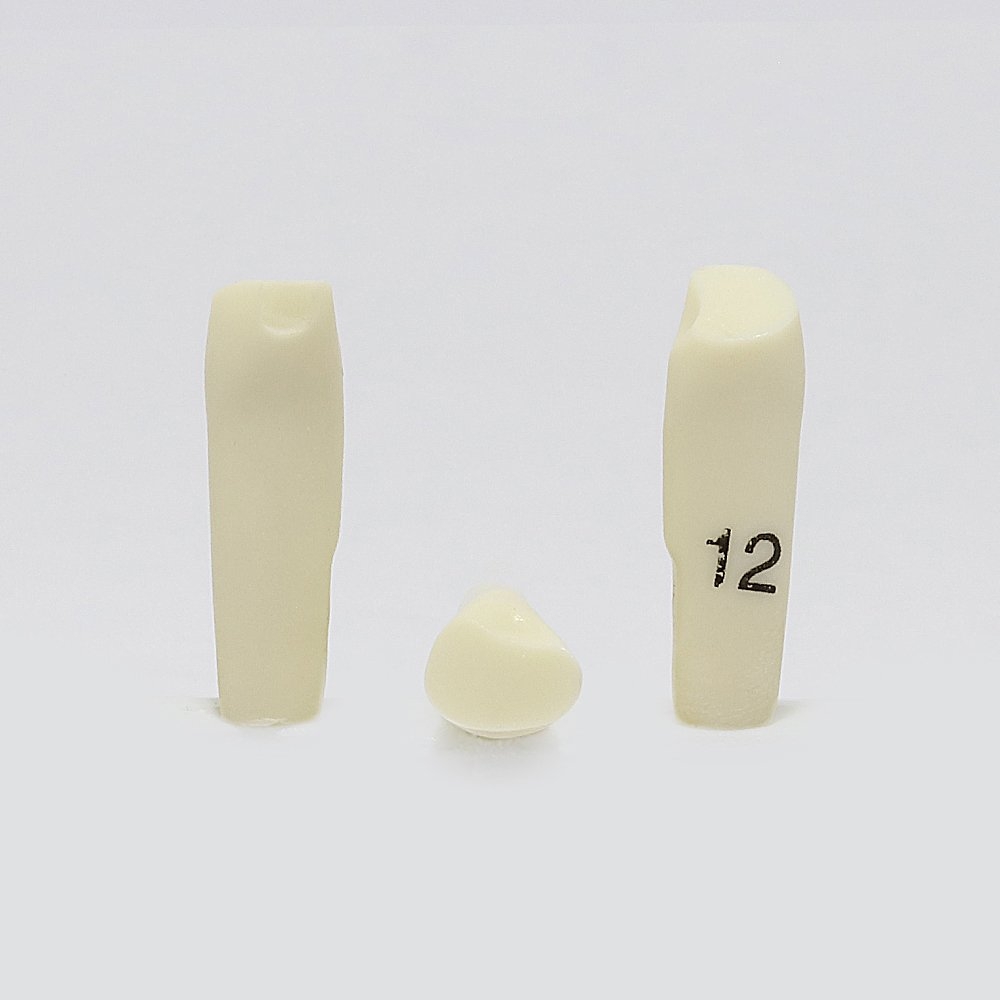 Prep Tooth 12 FRAC RB for 2010 Adult Model