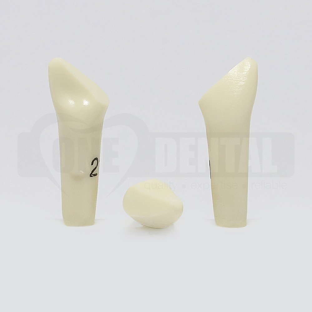 Prep Tooth 21 D Fracture RB for 2010 Adult Model
