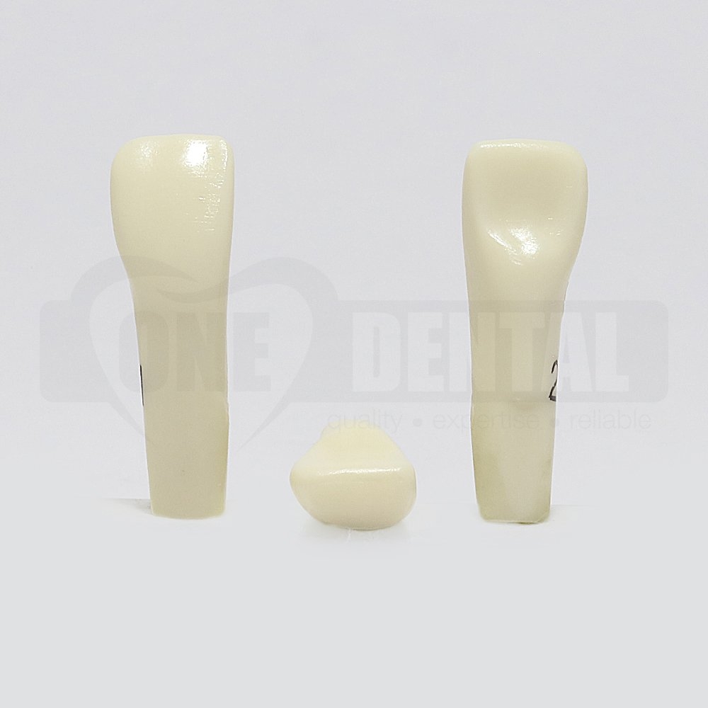 Prep Tooth 21 Diastema RB for 2010 Adult Model