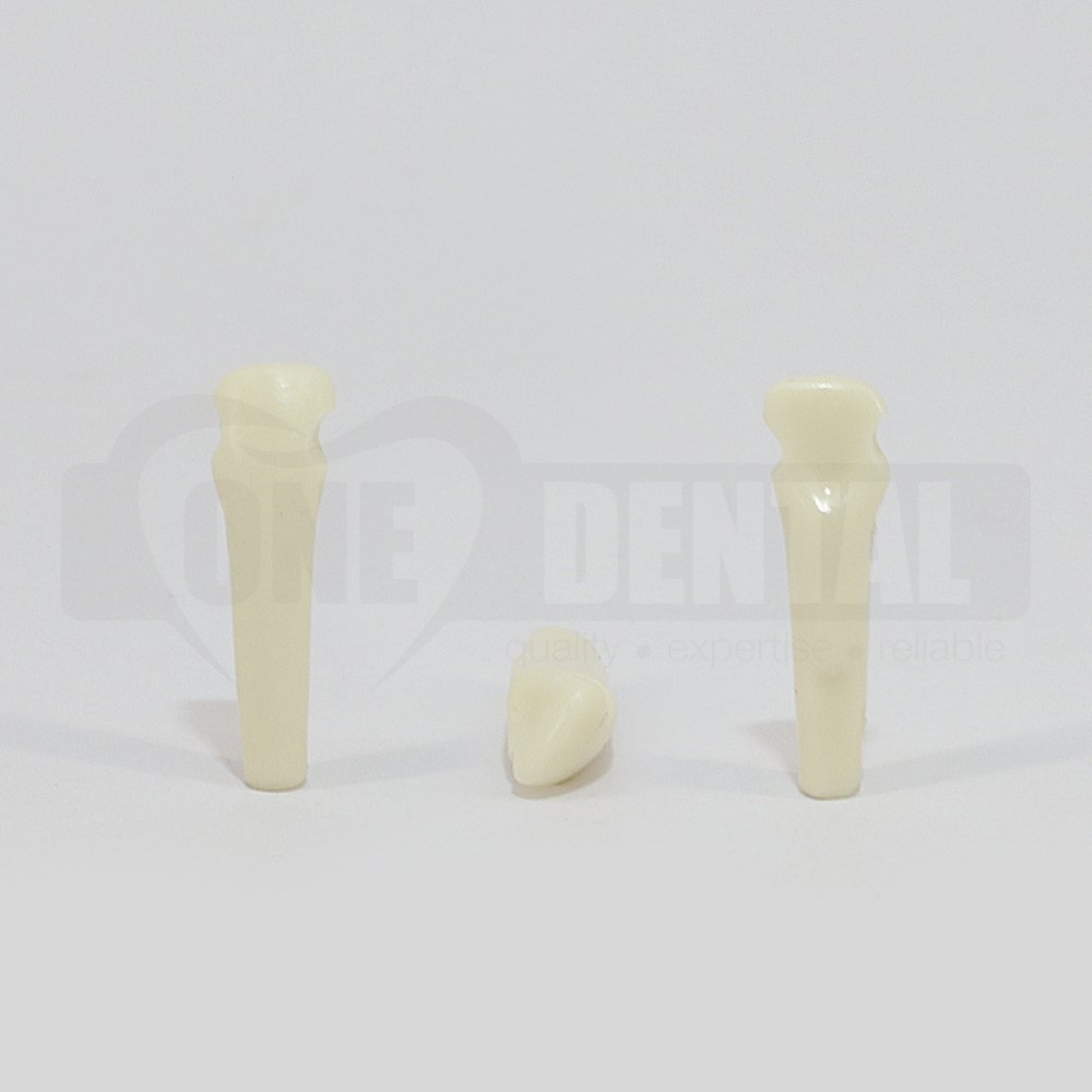 Prep Tooth 22 MD- Mesial & Distal for 2010 Adult Model
