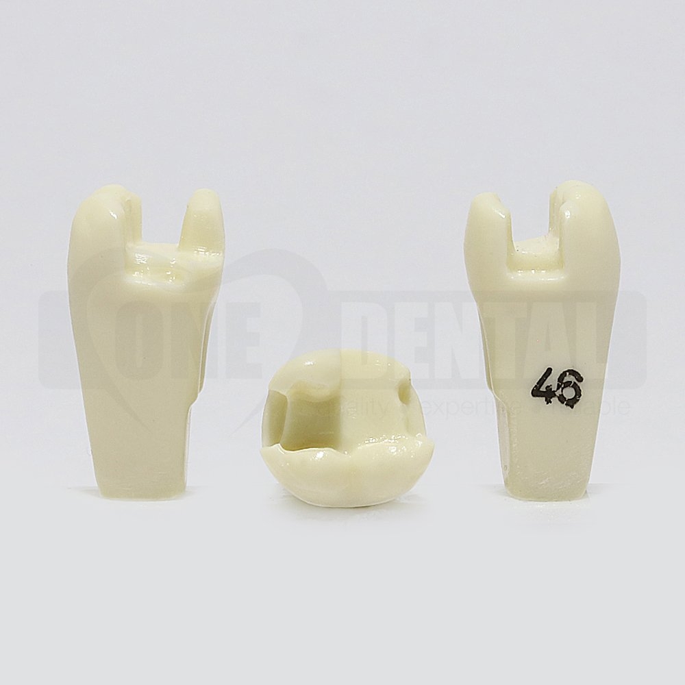 Prep Tooth 46MODL RB for 2010 Adult Model
