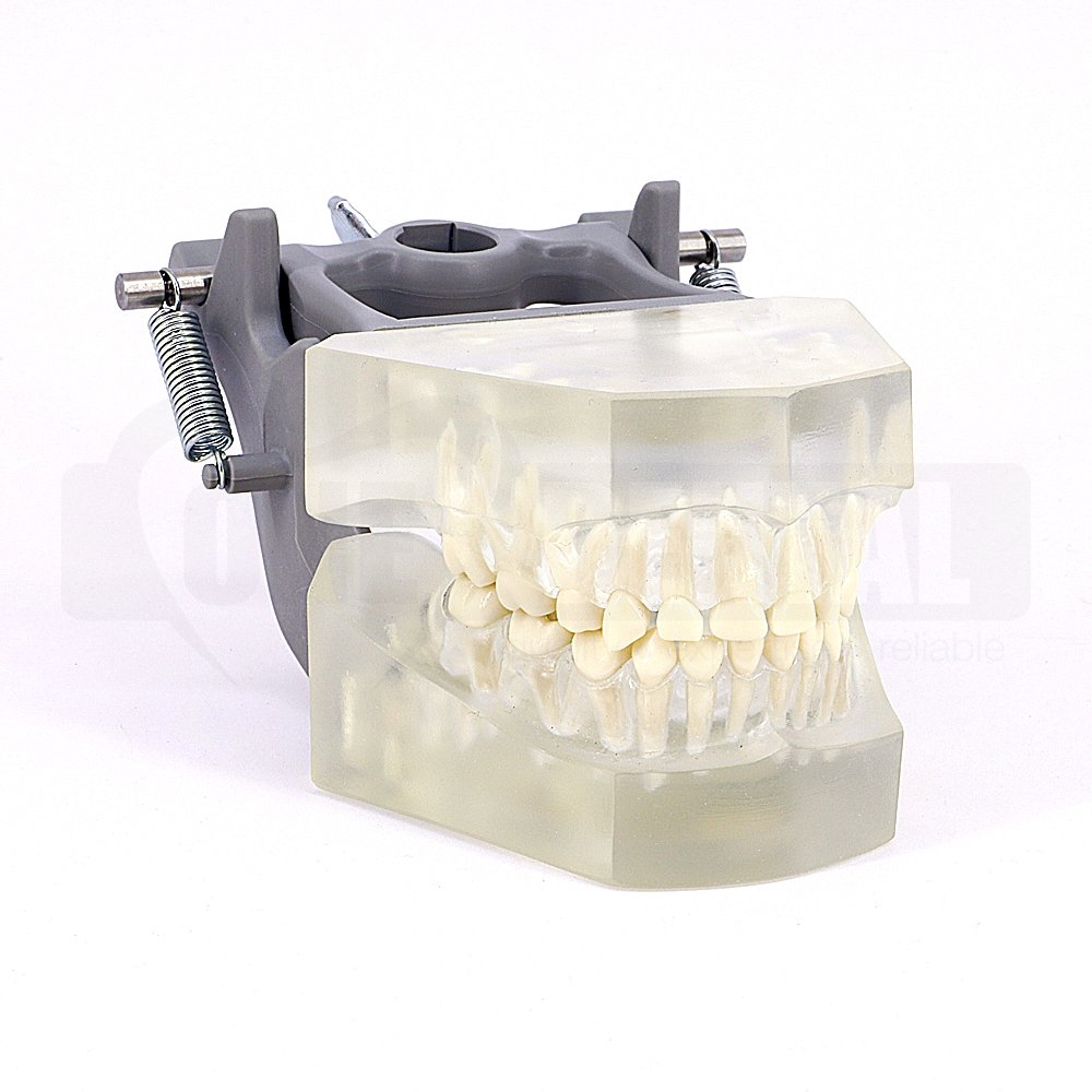 Paedo Clear Model with removable anatomical teeth with Hinge