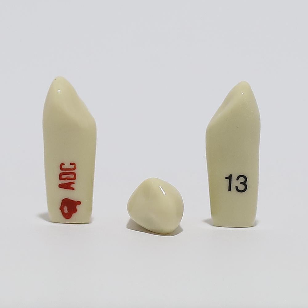 ADC Tooth 13 for ADC Model