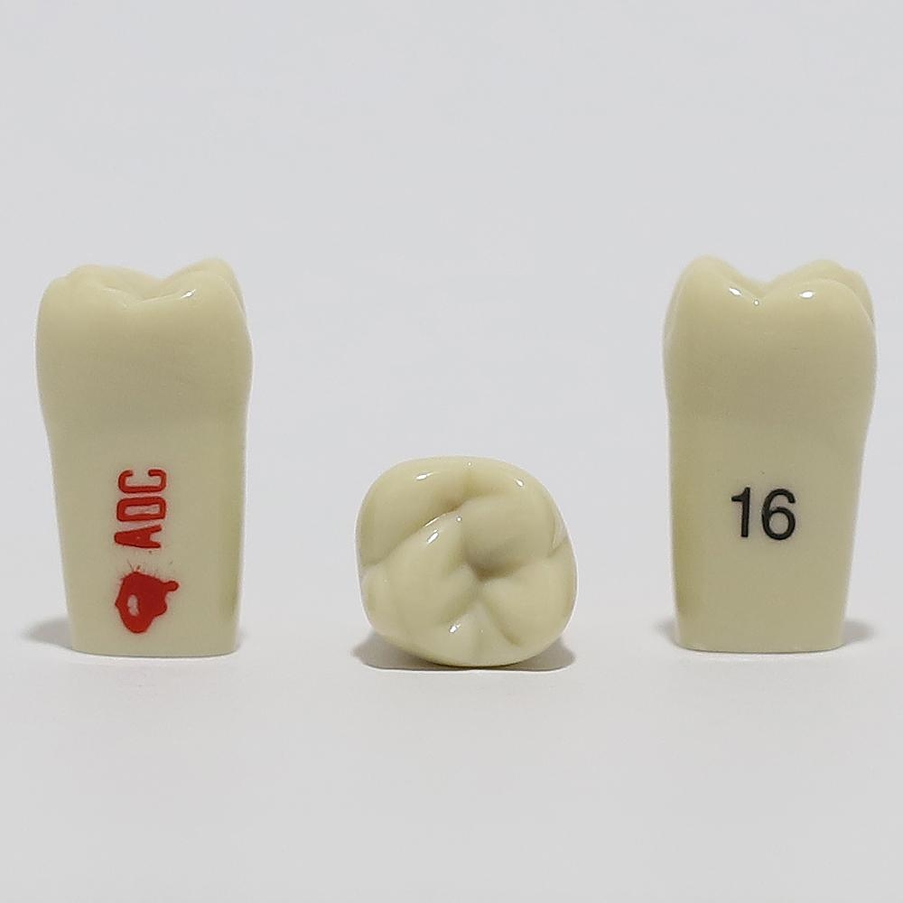 ADC Tooth 16 for ADC Model
