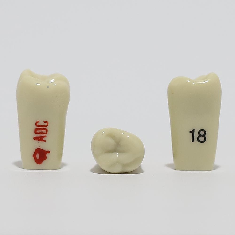ADC Tooth 18 for ADC Model