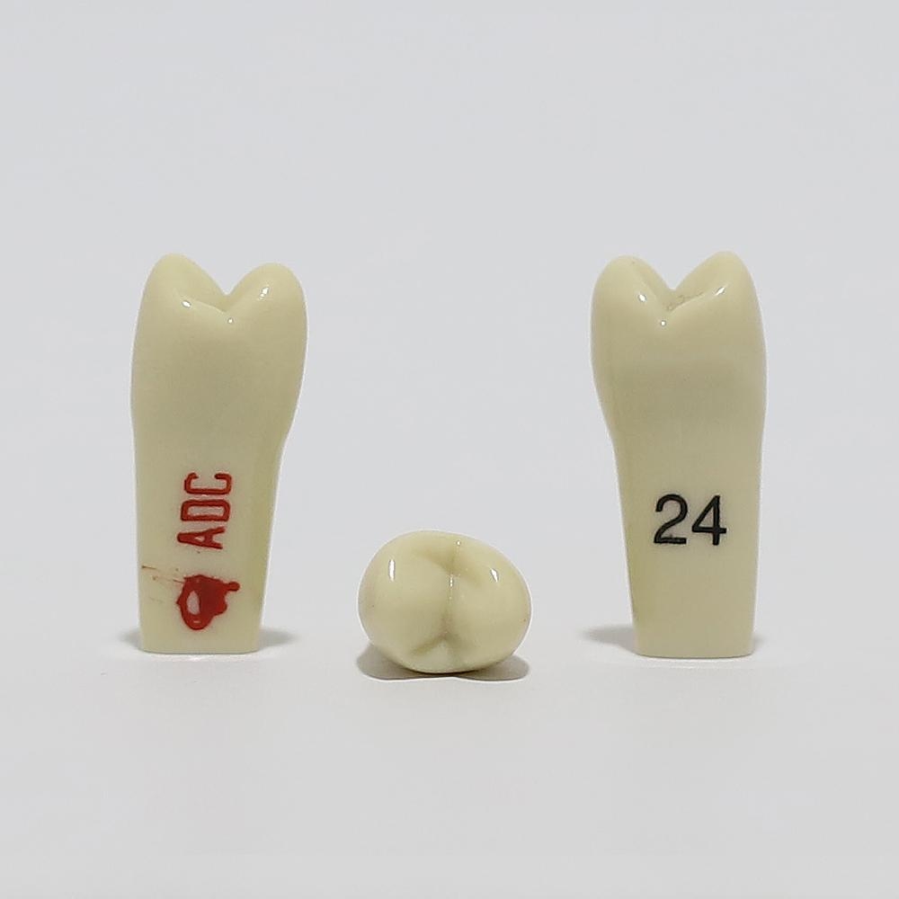 ADC Tooth 24 for ADC Model