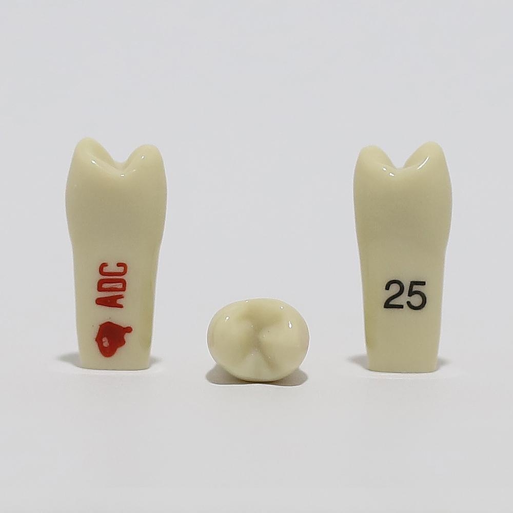 ADC Tooth 25 for ADC Model
