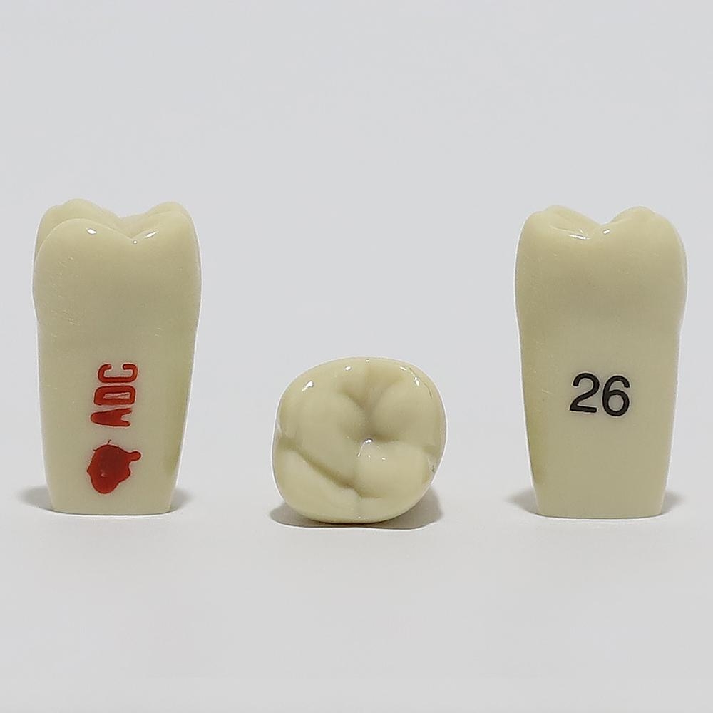 ADC Tooth 26 for ADC Model