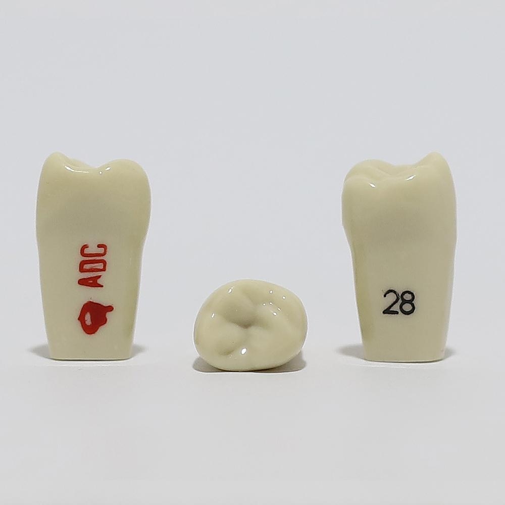 ADC Tooth 28 for ADC Model