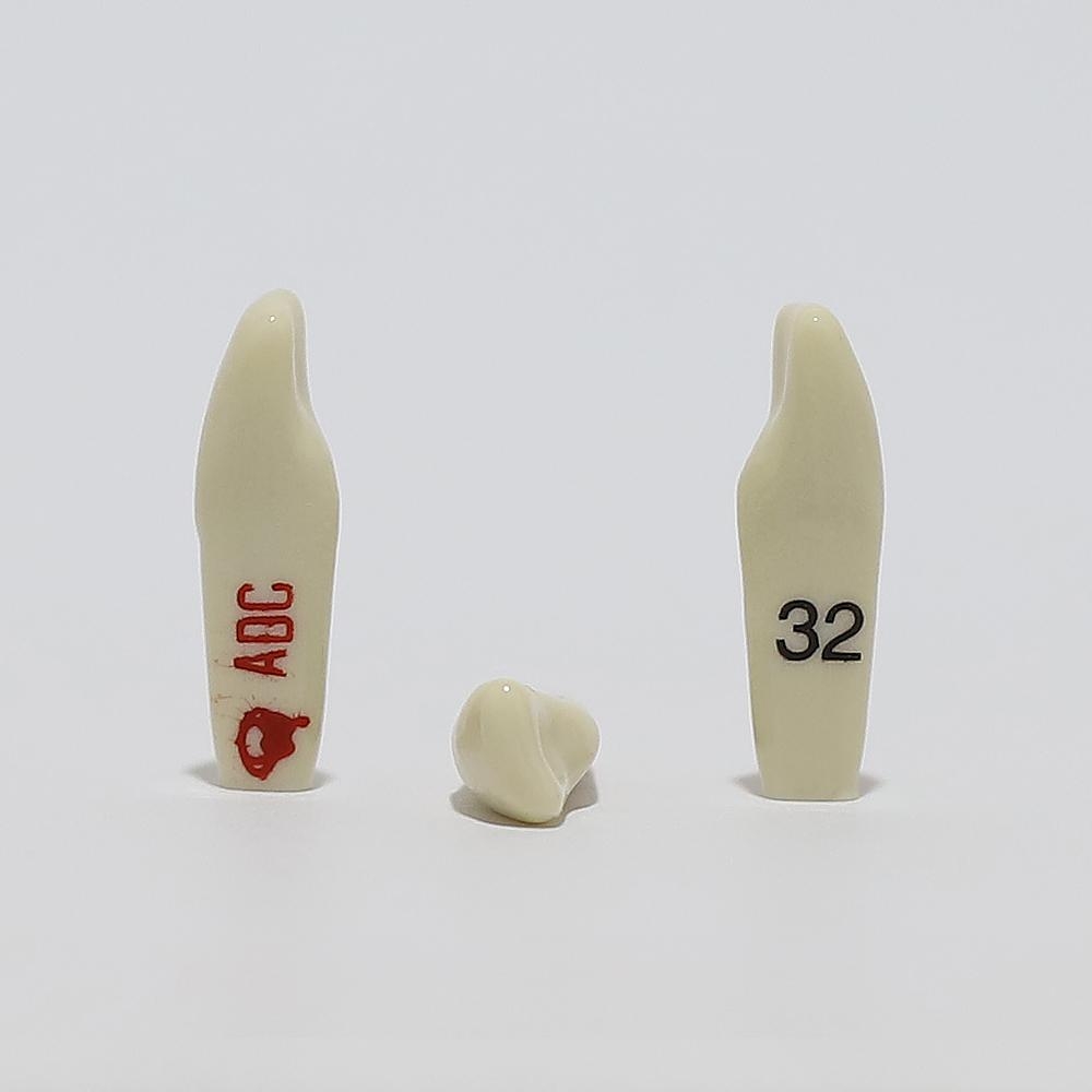 ADC Tooth 32 for ADC Model