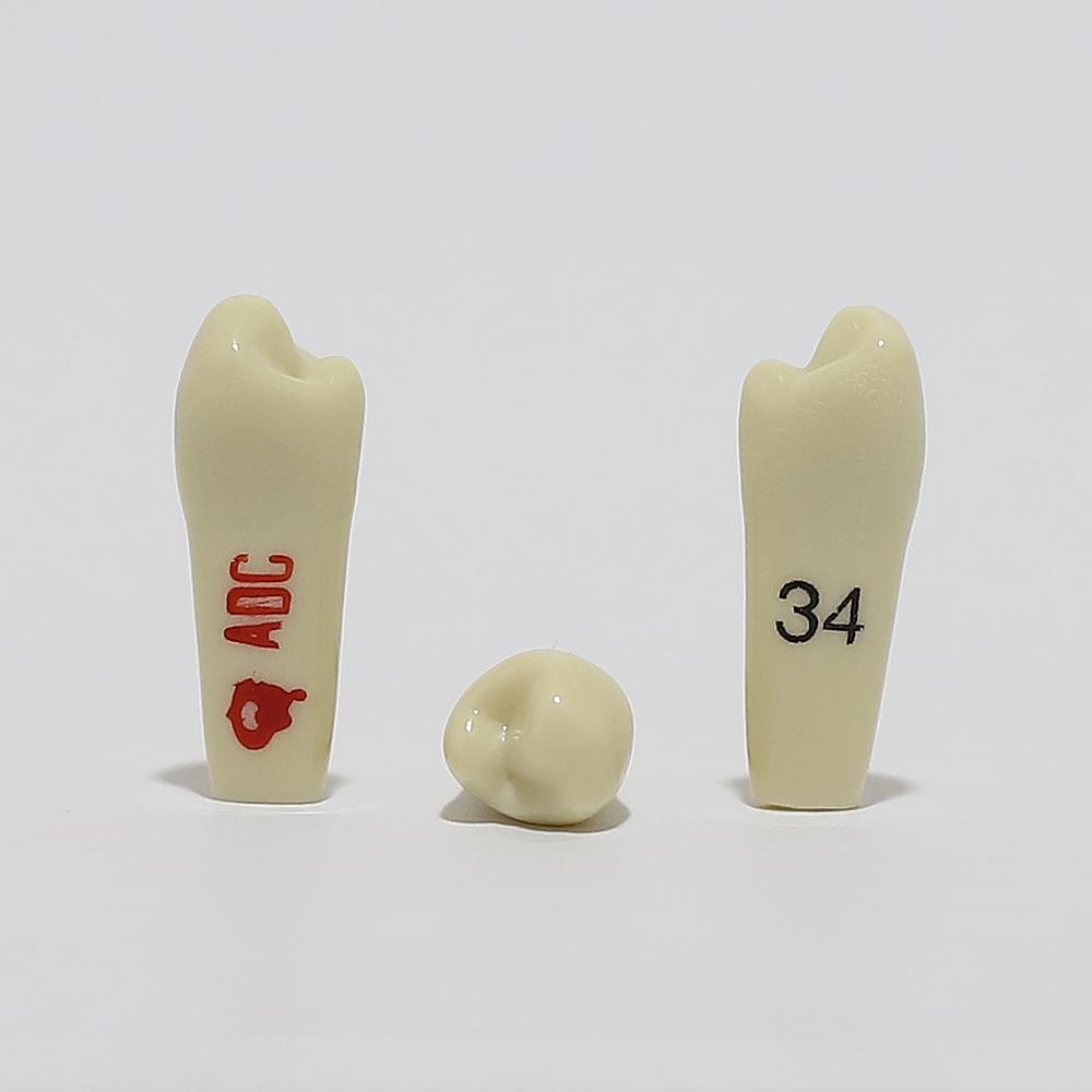 ADC Tooth 34 for ADC Model
