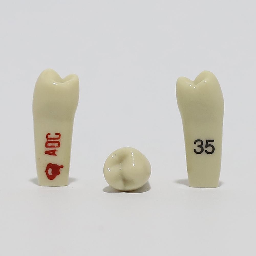 ADC Tooth 35 for ADC Model