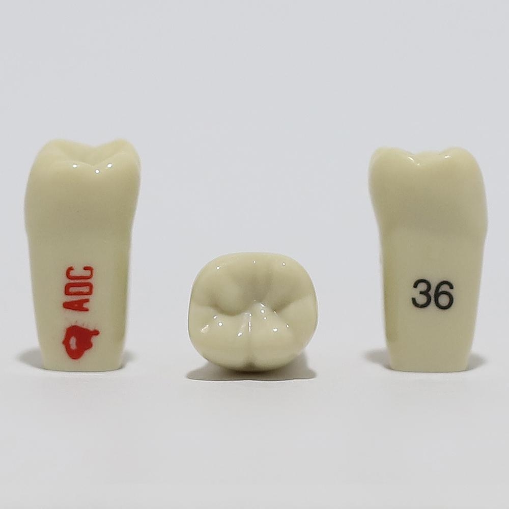 ADC Tooth 36 for ADC Model