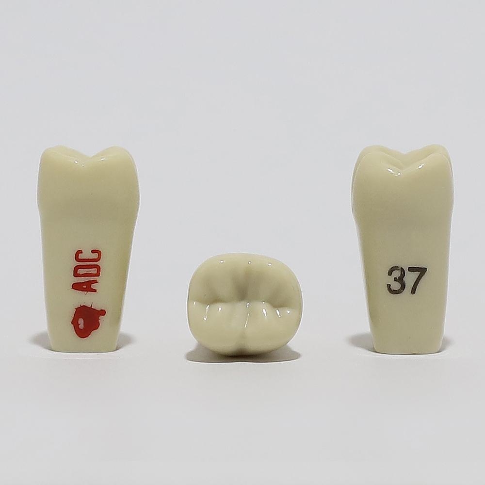ADC Tooth 37 for ADC Model