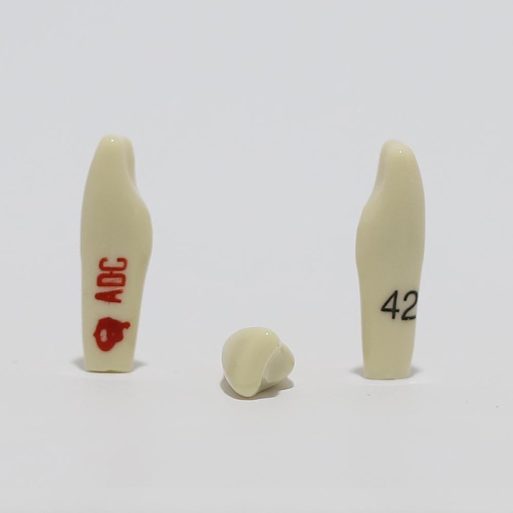 ADC Tooth 42 for ADC Model