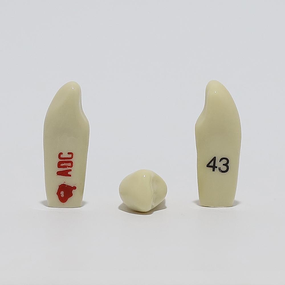 ADC Tooth 43 for ADC Model
