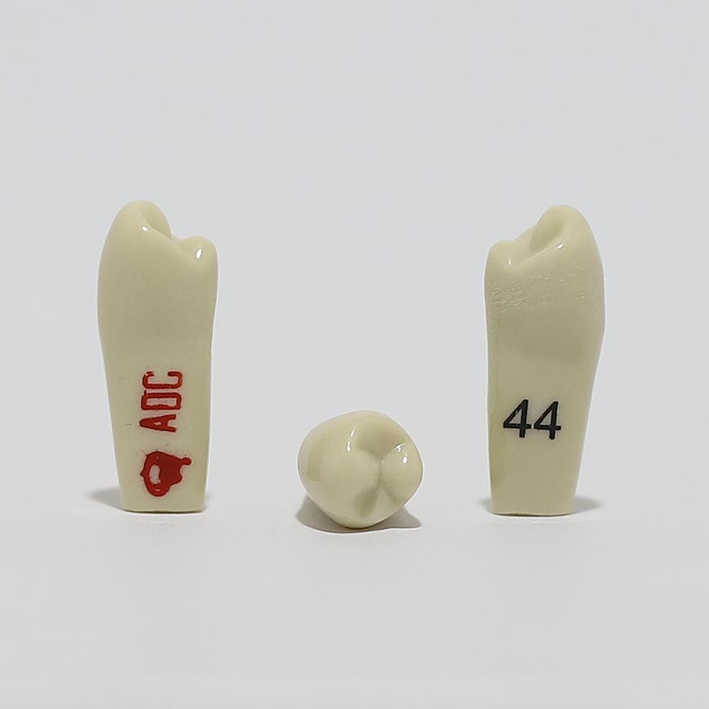ADC Tooth 44 for ADC Model