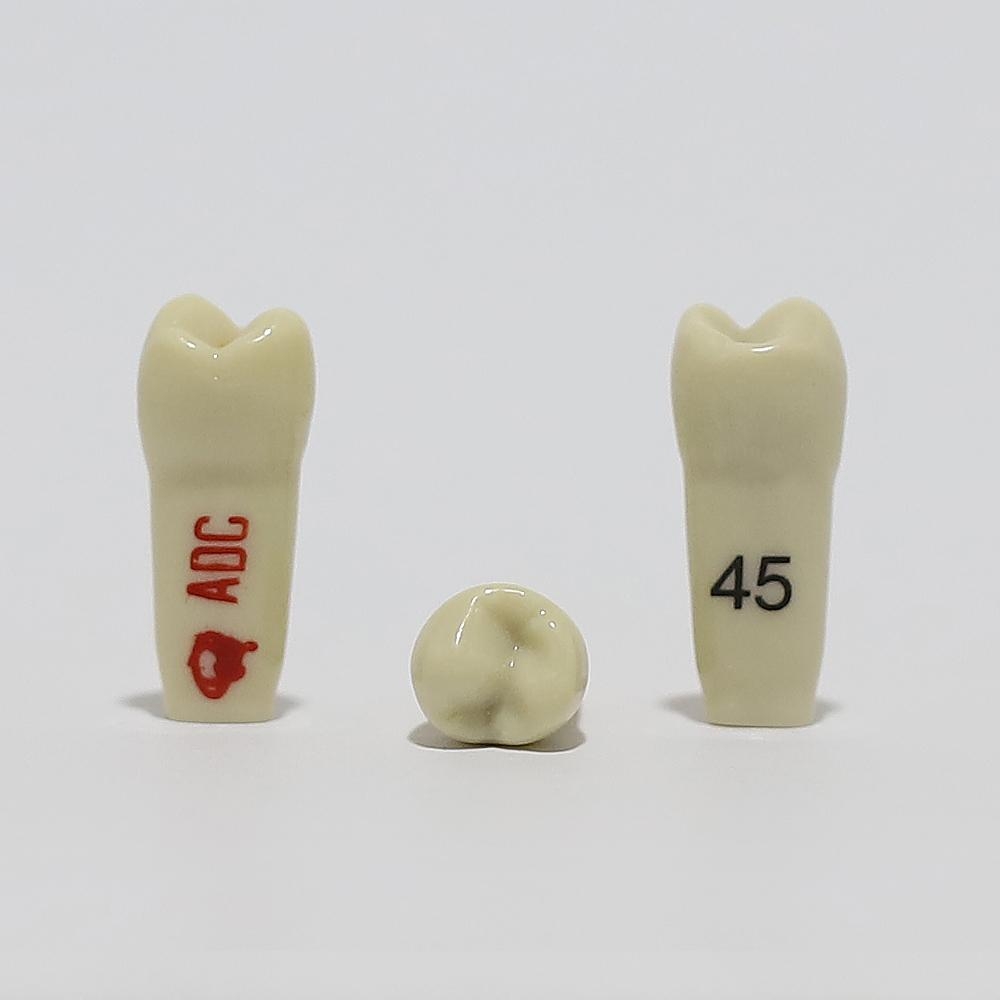 ADC Tooth 45 for ADC Model