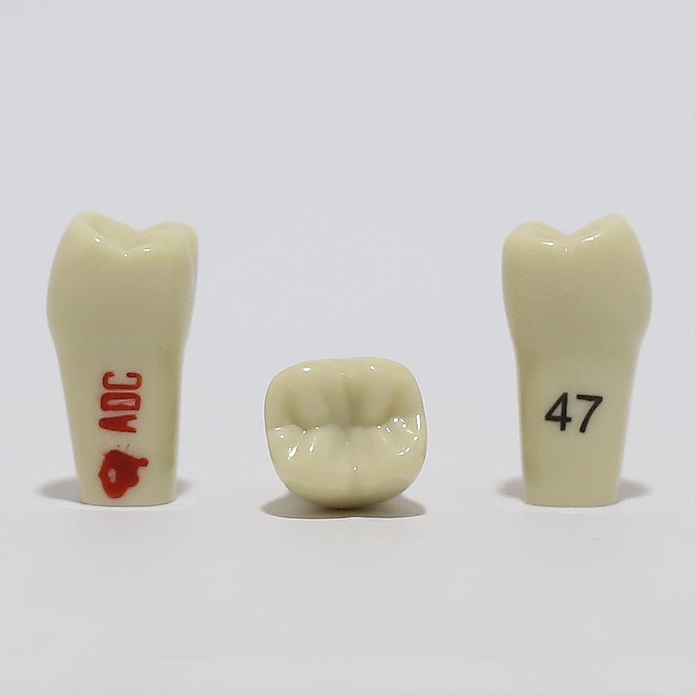 ADC Tooth 47 for ADC Model